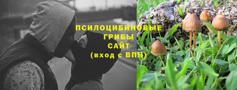 Псилоцибиновые грибы Psilocybine cubensis  Алзамай 